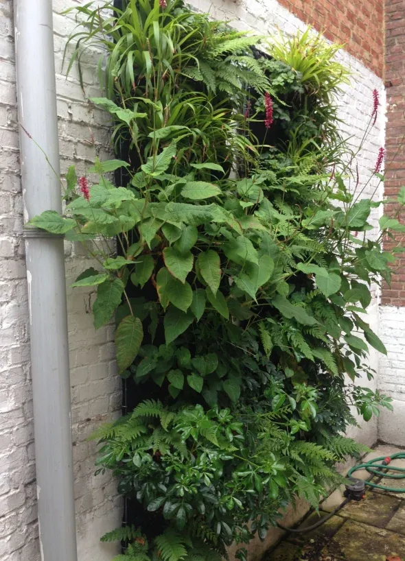 Bewatering van een groene muur op regenwater