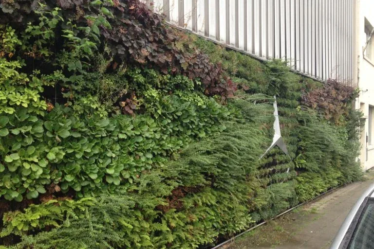 Onderhoud van een groene muur: wat het echt vraagt