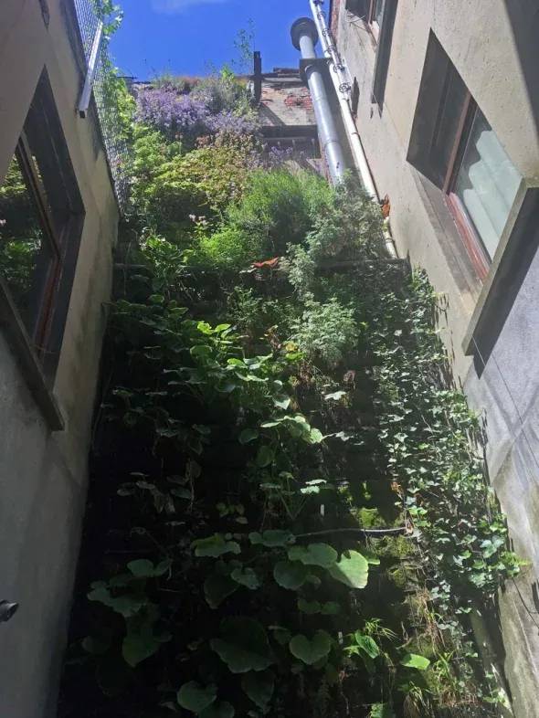 Schaduwplanten op een koer